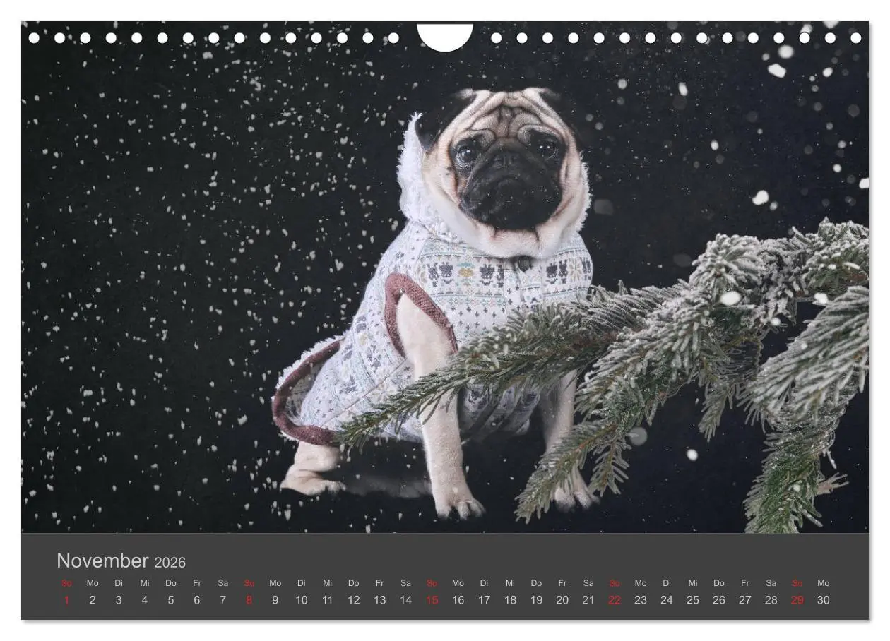 Bild: 9783457819630 | HUNDE LEBEN IST BUNT (Wandkalender 2026 DIN A4 quer), CALVENDO...