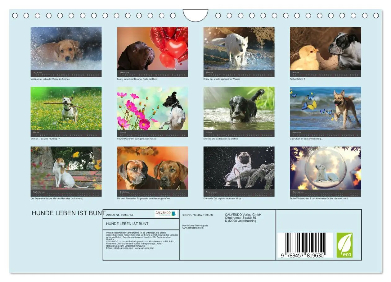 Bild: 9783457819630 | HUNDE LEBEN IST BUNT (Wandkalender 2026 DIN A4 quer), CALVENDO...