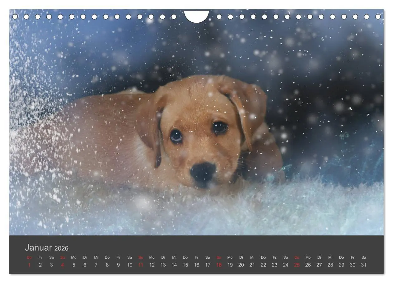 Bild: 9783457819630 | HUNDE LEBEN IST BUNT (Wandkalender 2026 DIN A4 quer), CALVENDO...