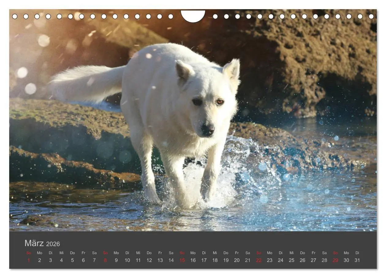 Bild: 9783457819630 | HUNDE LEBEN IST BUNT (Wandkalender 2026 DIN A4 quer), CALVENDO...