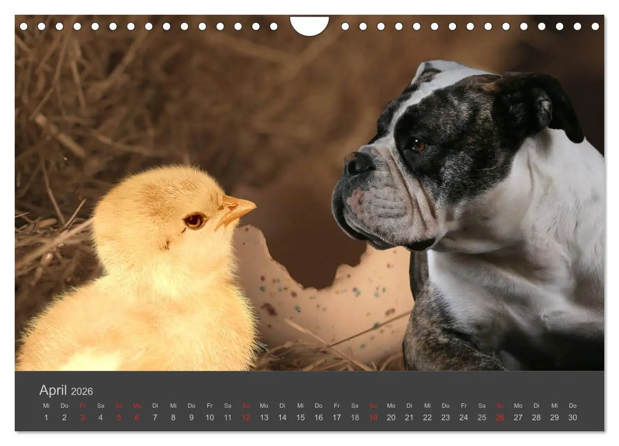 Bild: 9783457819630 | HUNDE LEBEN IST BUNT (Wandkalender 2026 DIN A4 quer), CALVENDO...