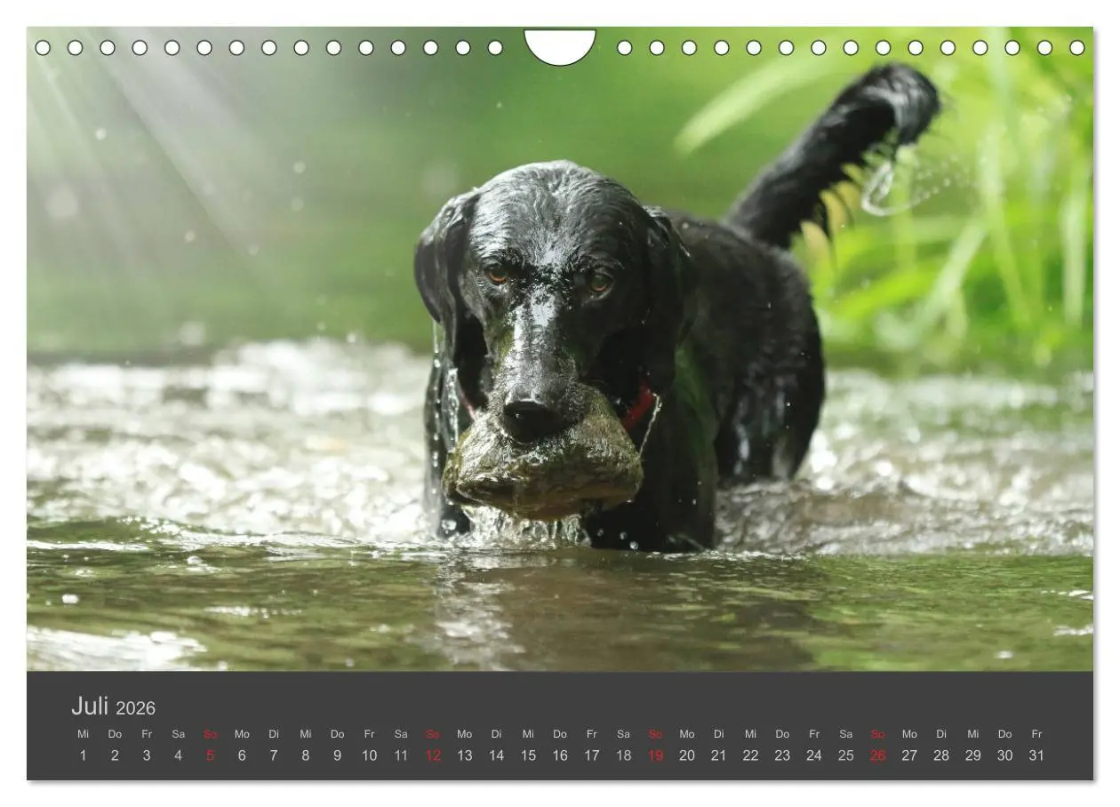 Bild: 9783457819630 | HUNDE LEBEN IST BUNT (Wandkalender 2026 DIN A4 quer), CALVENDO...