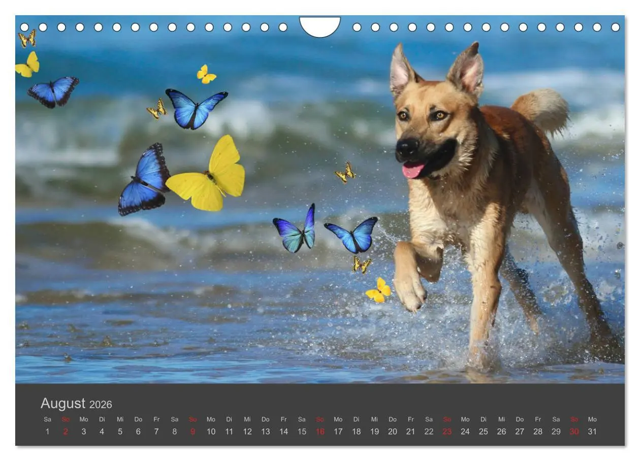 Bild: 9783457819630 | HUNDE LEBEN IST BUNT (Wandkalender 2026 DIN A4 quer), CALVENDO...