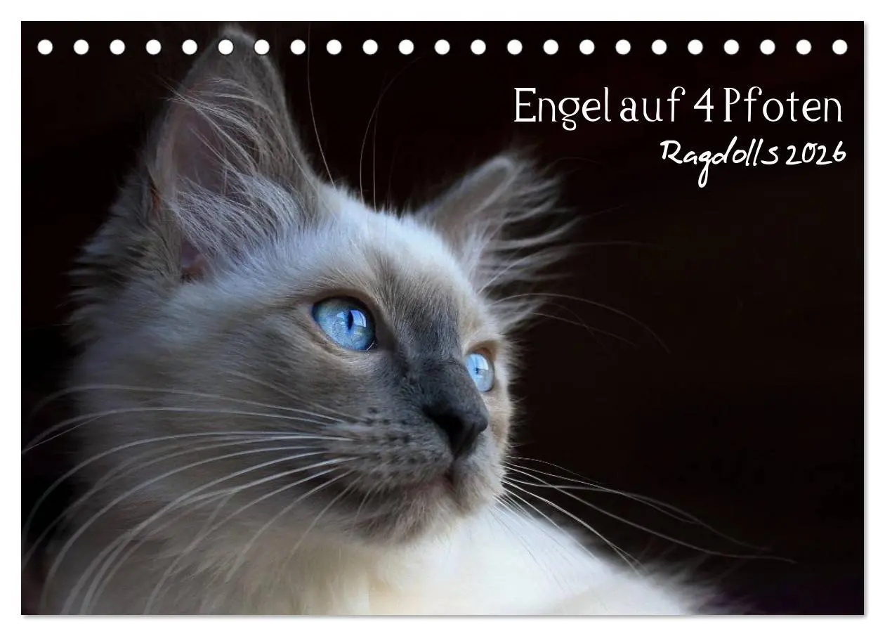 Cover: 9783516149630 | Engel auf 4 Pfoten - Ragdolls 2026 (Tischkalender 2026 DIN A5...
