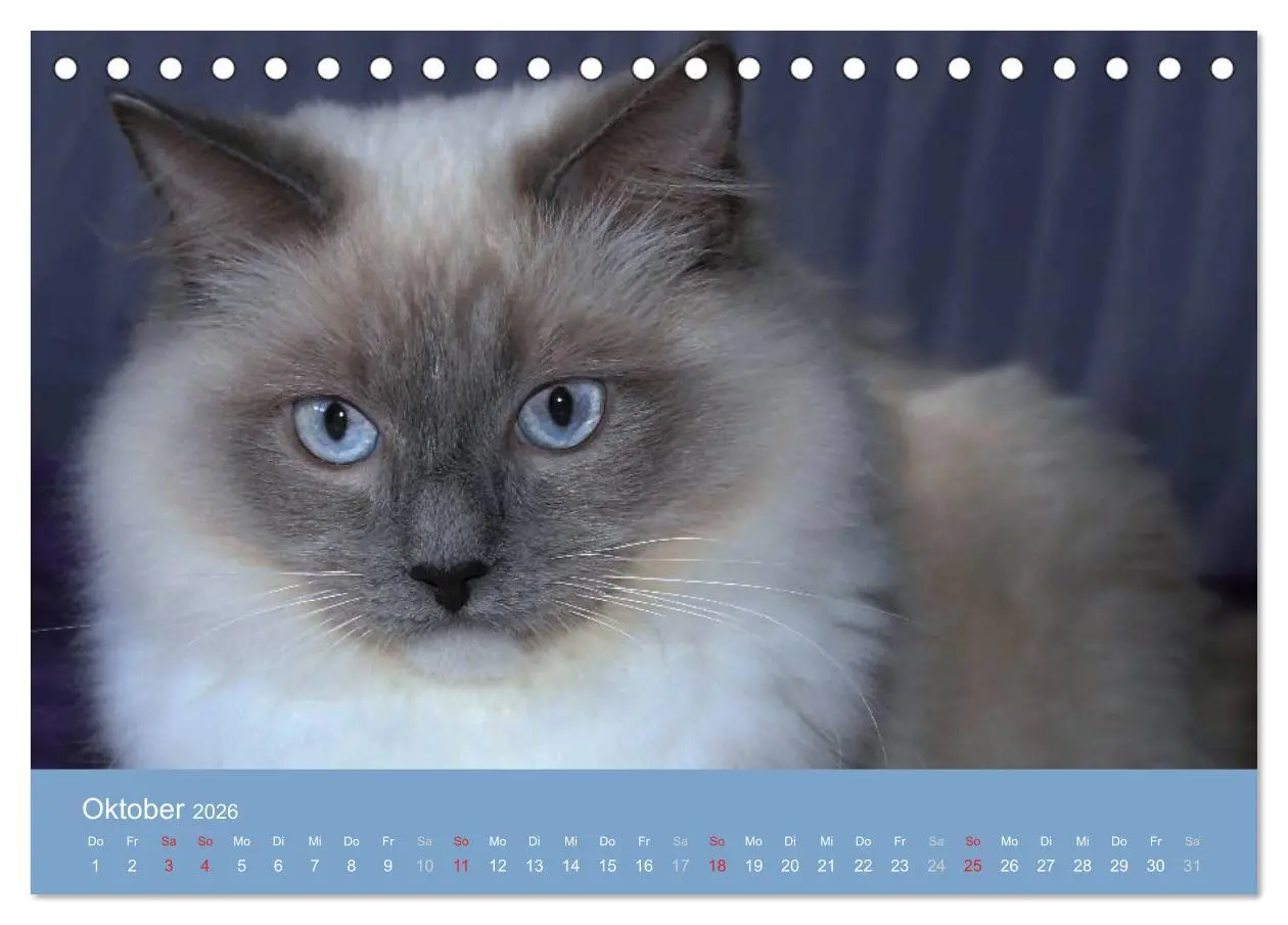 Bild: 9783516149630 | Engel auf 4 Pfoten - Ragdolls 2026 (Tischkalender 2026 DIN A5...
