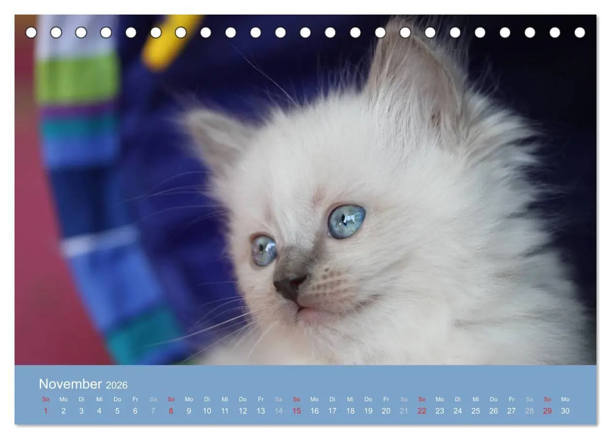 Bild: 9783516149630 | Engel auf 4 Pfoten - Ragdolls 2026 (Tischkalender 2026 DIN A5...