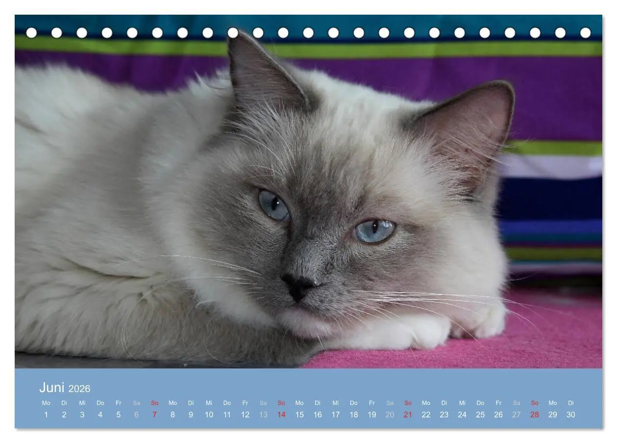 Bild: 9783516149630 | Engel auf 4 Pfoten - Ragdolls 2026 (Tischkalender 2026 DIN A5...