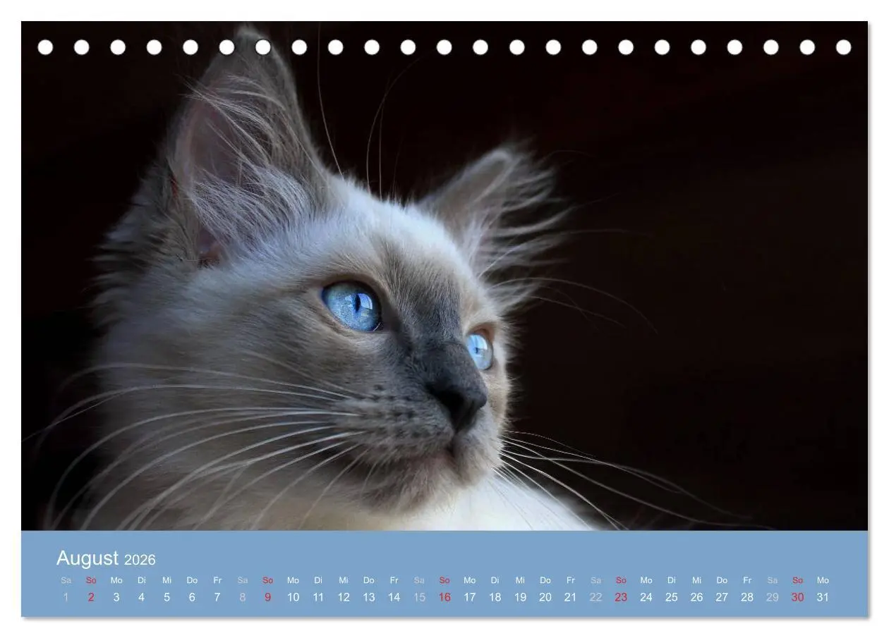 Bild: 9783516149630 | Engel auf 4 Pfoten - Ragdolls 2026 (Tischkalender 2026 DIN A5...