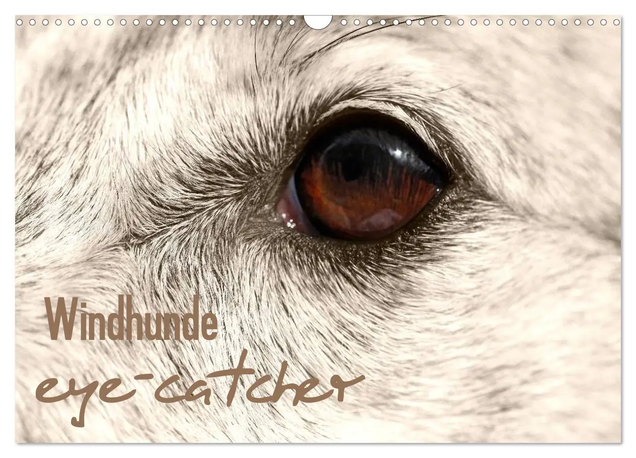Cover: 9783457979730 | Windhunde eye-catcher (Wandkalender 2026 DIN A3 quer), CALVENDO...