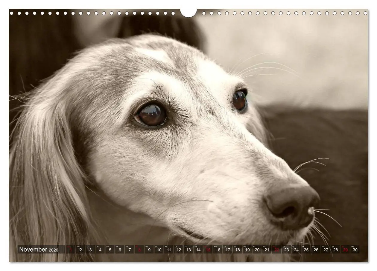 Bild: 9783457979730 | Windhunde eye-catcher (Wandkalender 2026 DIN A3 quer), CALVENDO...