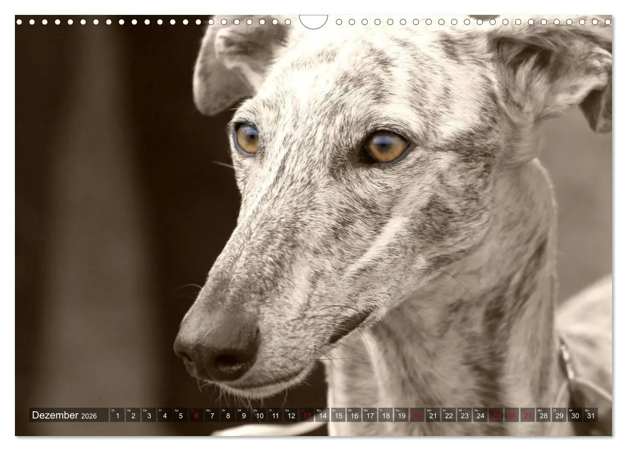 Bild: 9783457979730 | Windhunde eye-catcher (Wandkalender 2026 DIN A3 quer), CALVENDO...