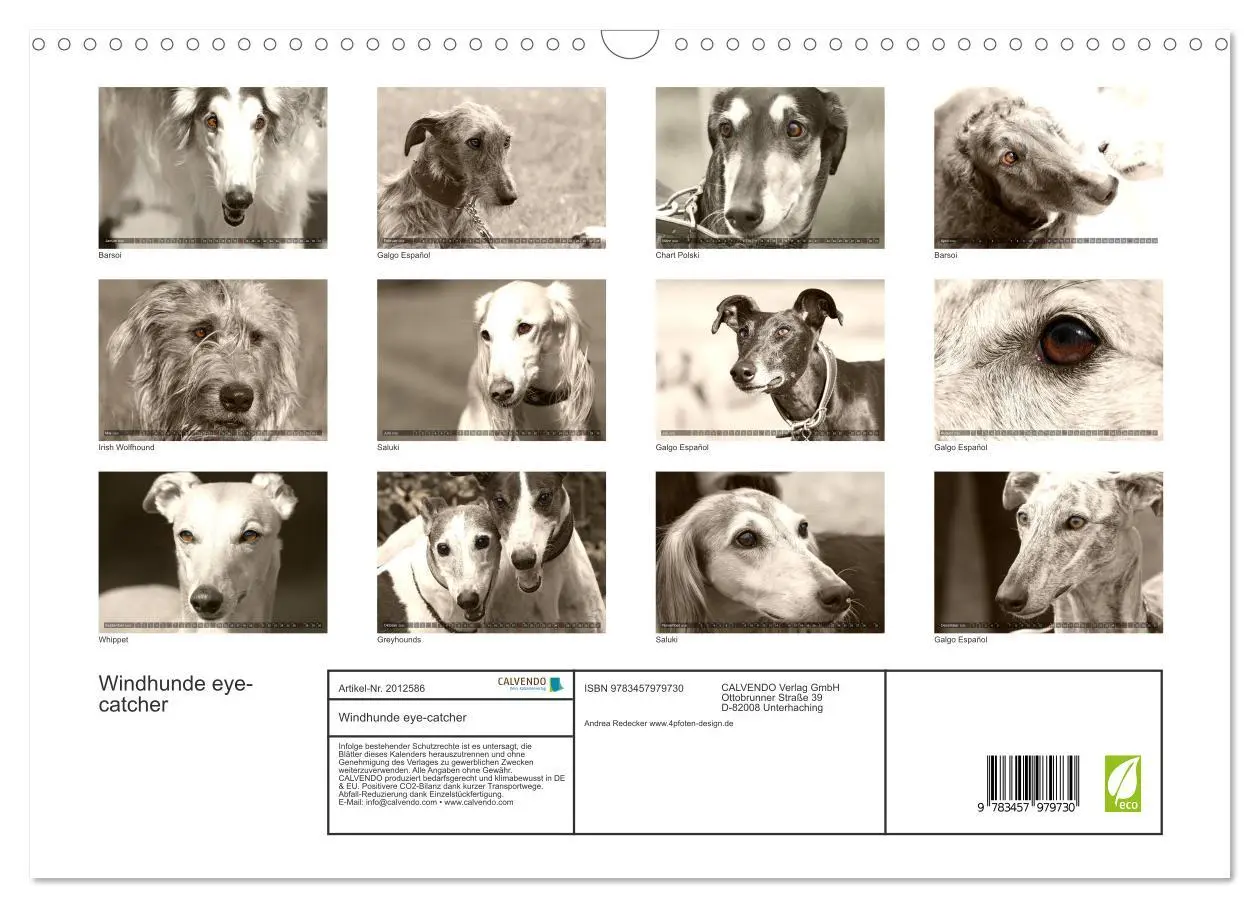 Bild: 9783457979730 | Windhunde eye-catcher (Wandkalender 2026 DIN A3 quer), CALVENDO...