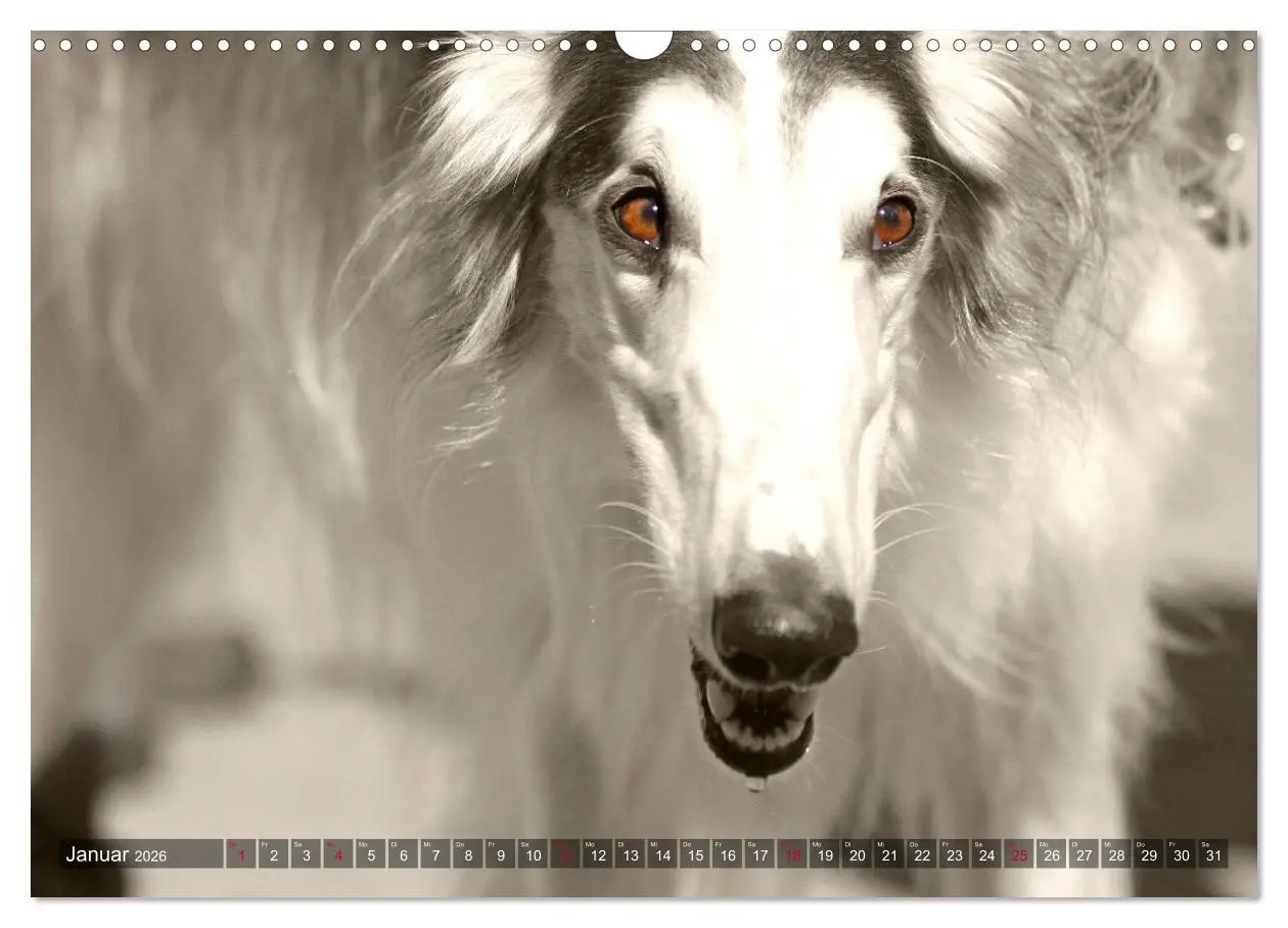 Bild: 9783457979730 | Windhunde eye-catcher (Wandkalender 2026 DIN A3 quer), CALVENDO...