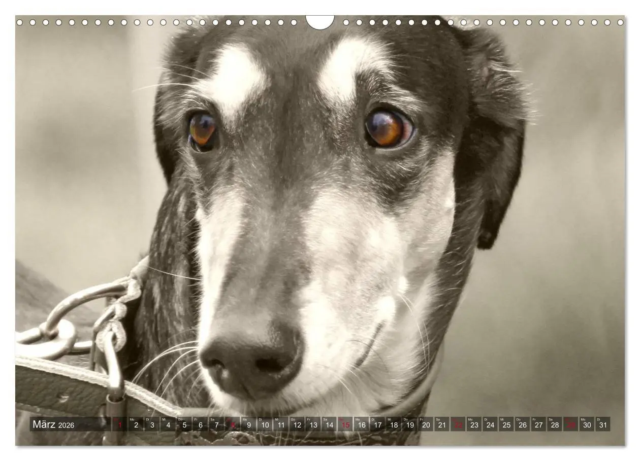 Bild: 9783457979730 | Windhunde eye-catcher (Wandkalender 2026 DIN A3 quer), CALVENDO...