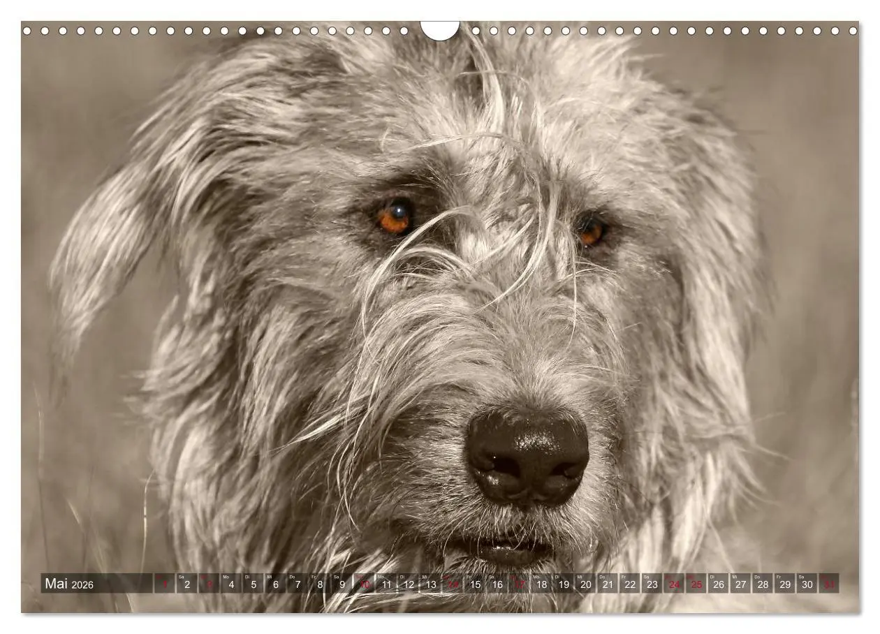 Bild: 9783457979730 | Windhunde eye-catcher (Wandkalender 2026 DIN A3 quer), CALVENDO...
