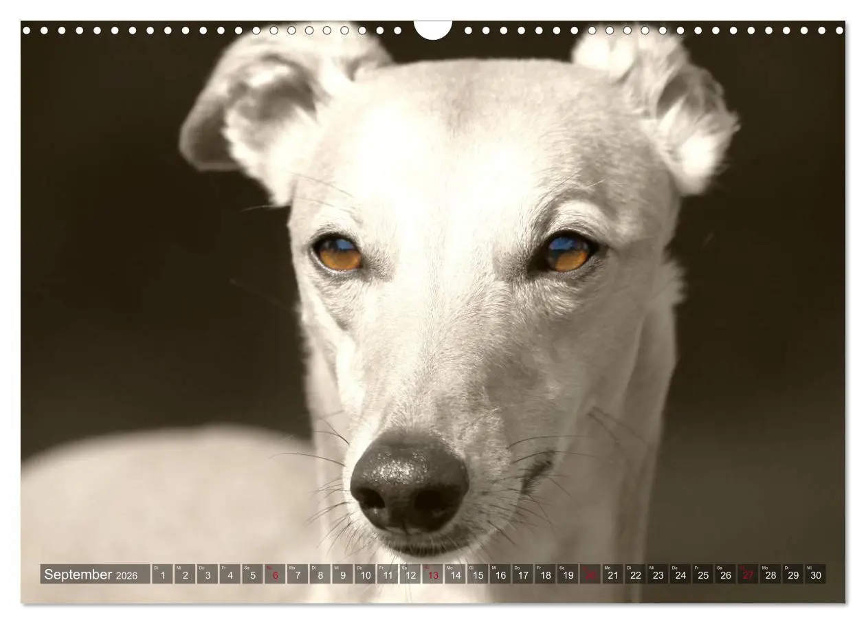 Bild: 9783457979730 | Windhunde eye-catcher (Wandkalender 2026 DIN A3 quer), CALVENDO...