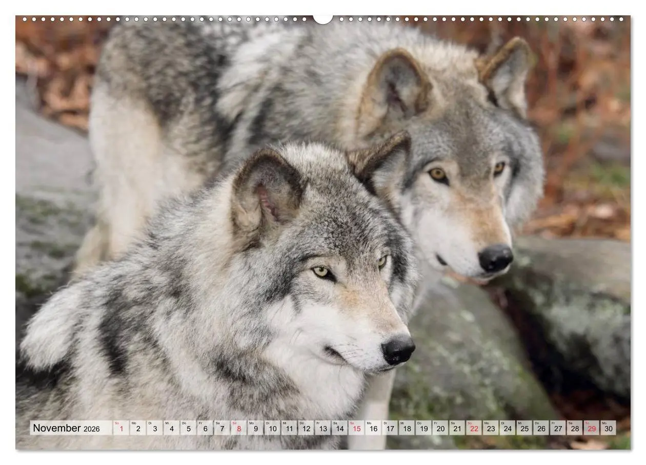 Bild: 9783516069730 | Alaska und Kanada (hochwertiger Premium Wandkalender 2026 DIN A2...