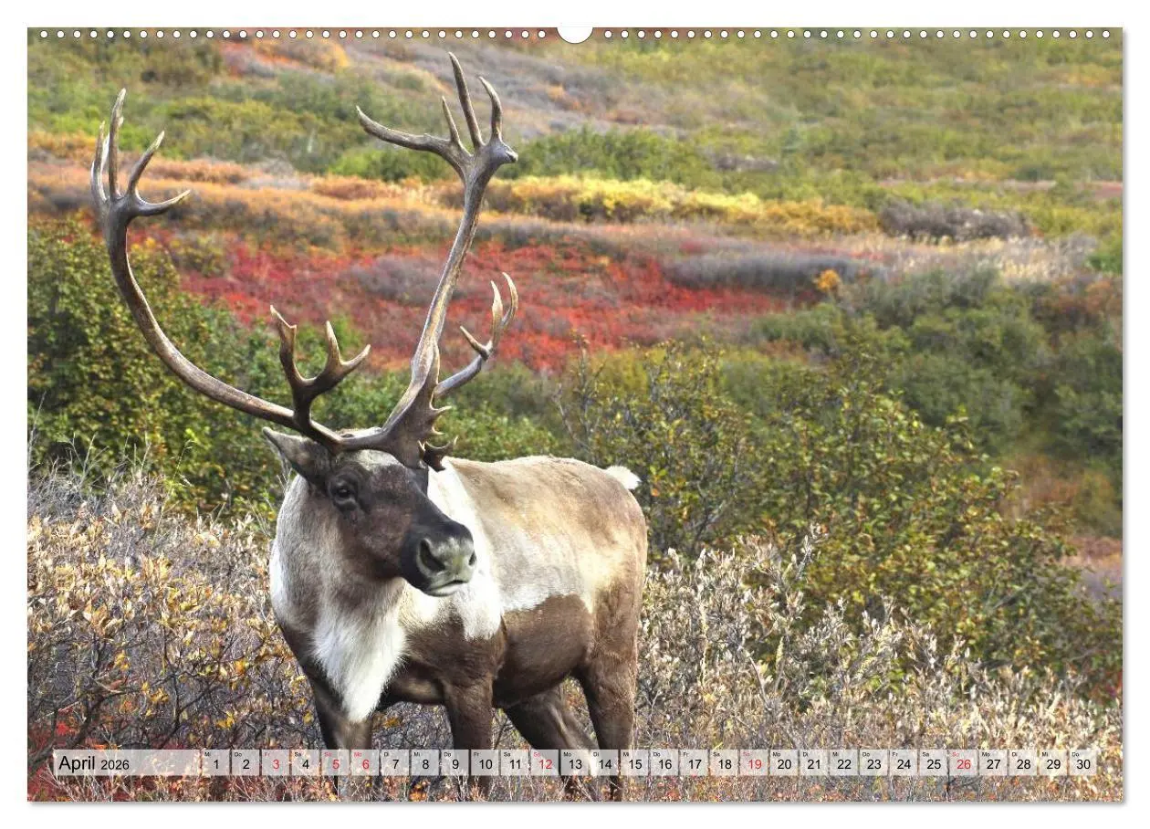 Bild: 9783516069730 | Alaska und Kanada (hochwertiger Premium Wandkalender 2026 DIN A2...