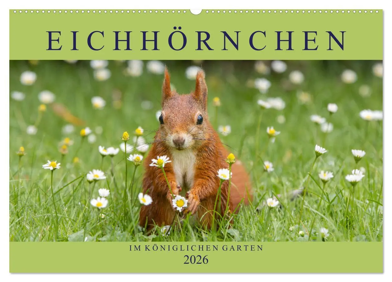 Cover: 9783516119930 | Eichhörnchen im Königlichen Garten (Wandkalender 2026 DIN A2 quer),...