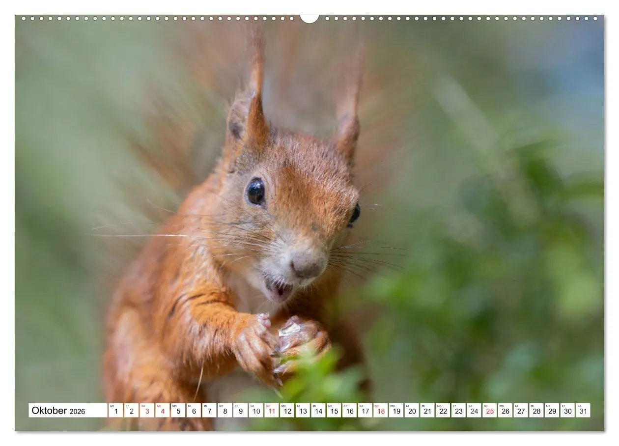 Bild: 9783516119930 | Eichhörnchen im Königlichen Garten (Wandkalender 2026 DIN A2 quer),...