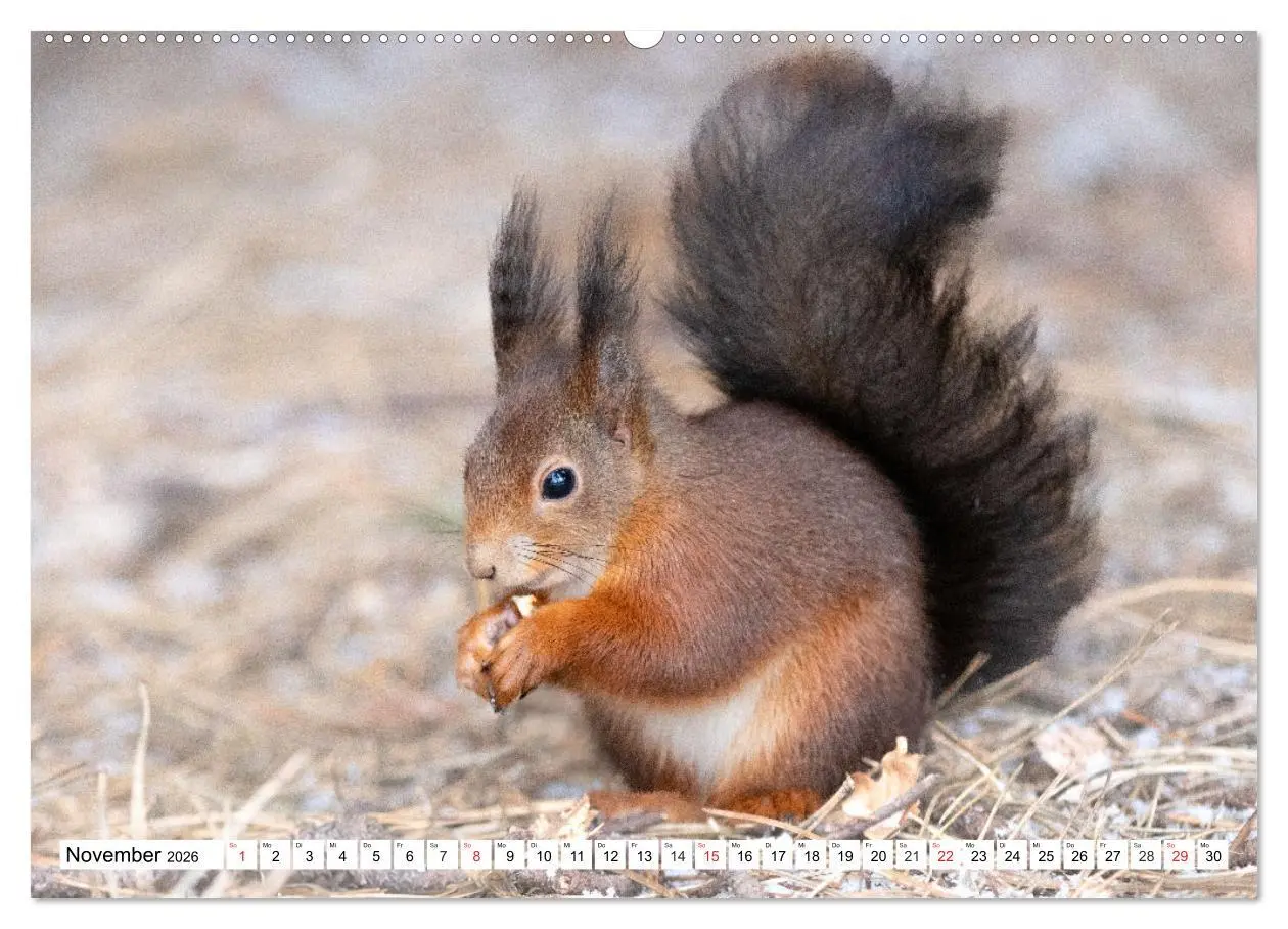 Bild: 9783516119930 | Eichhörnchen im Königlichen Garten (Wandkalender 2026 DIN A2 quer),...