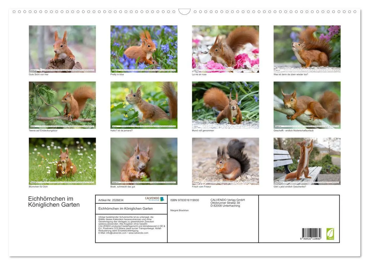 Bild: 9783516119930 | Eichhörnchen im Königlichen Garten (Wandkalender 2026 DIN A2 quer),...
