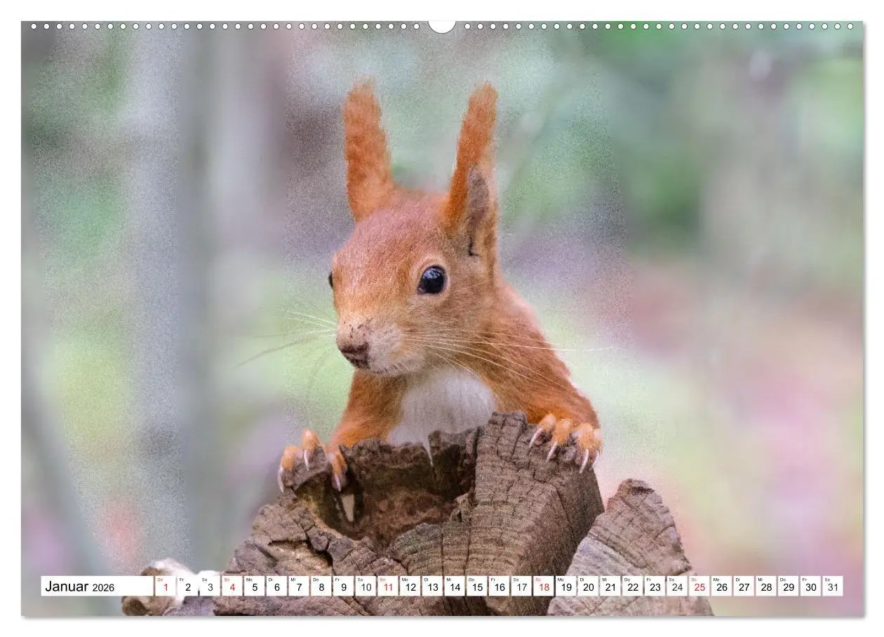 Bild: 9783516119930 | Eichhörnchen im Königlichen Garten (Wandkalender 2026 DIN A2 quer),...