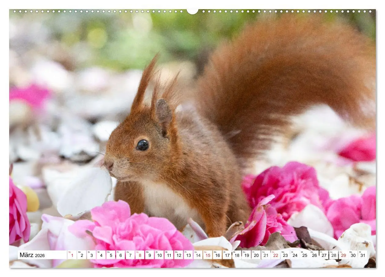 Bild: 9783516119930 | Eichhörnchen im Königlichen Garten (Wandkalender 2026 DIN A2 quer),...