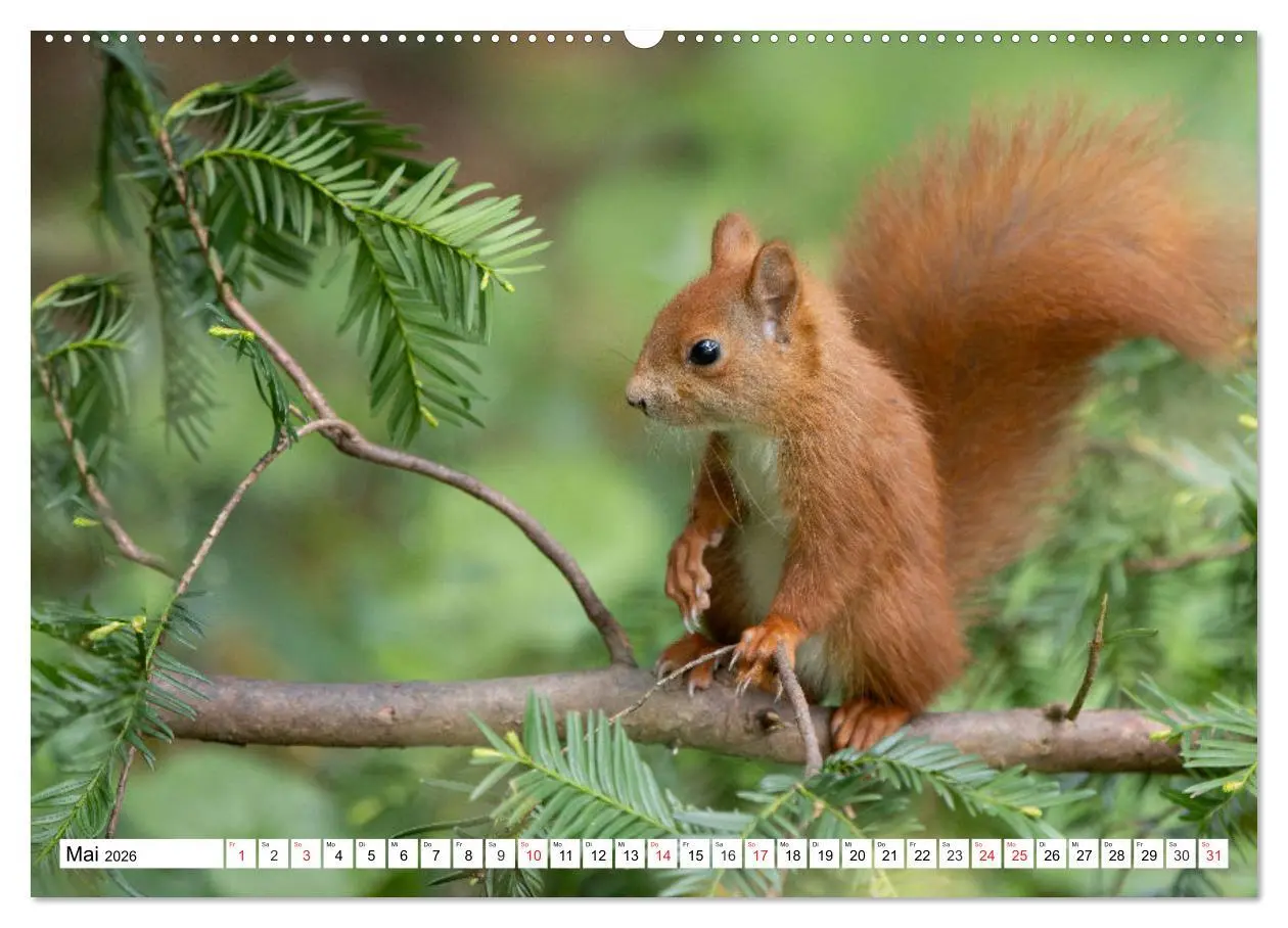 Bild: 9783516119930 | Eichhörnchen im Königlichen Garten (Wandkalender 2026 DIN A2 quer),...