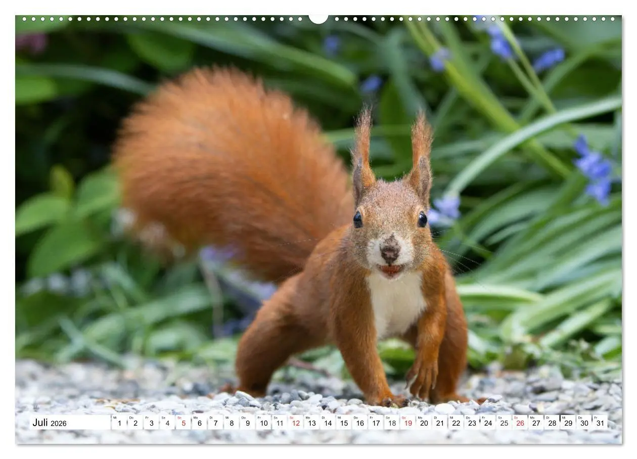 Bild: 9783516119930 | Eichhörnchen im Königlichen Garten (Wandkalender 2026 DIN A2 quer),...