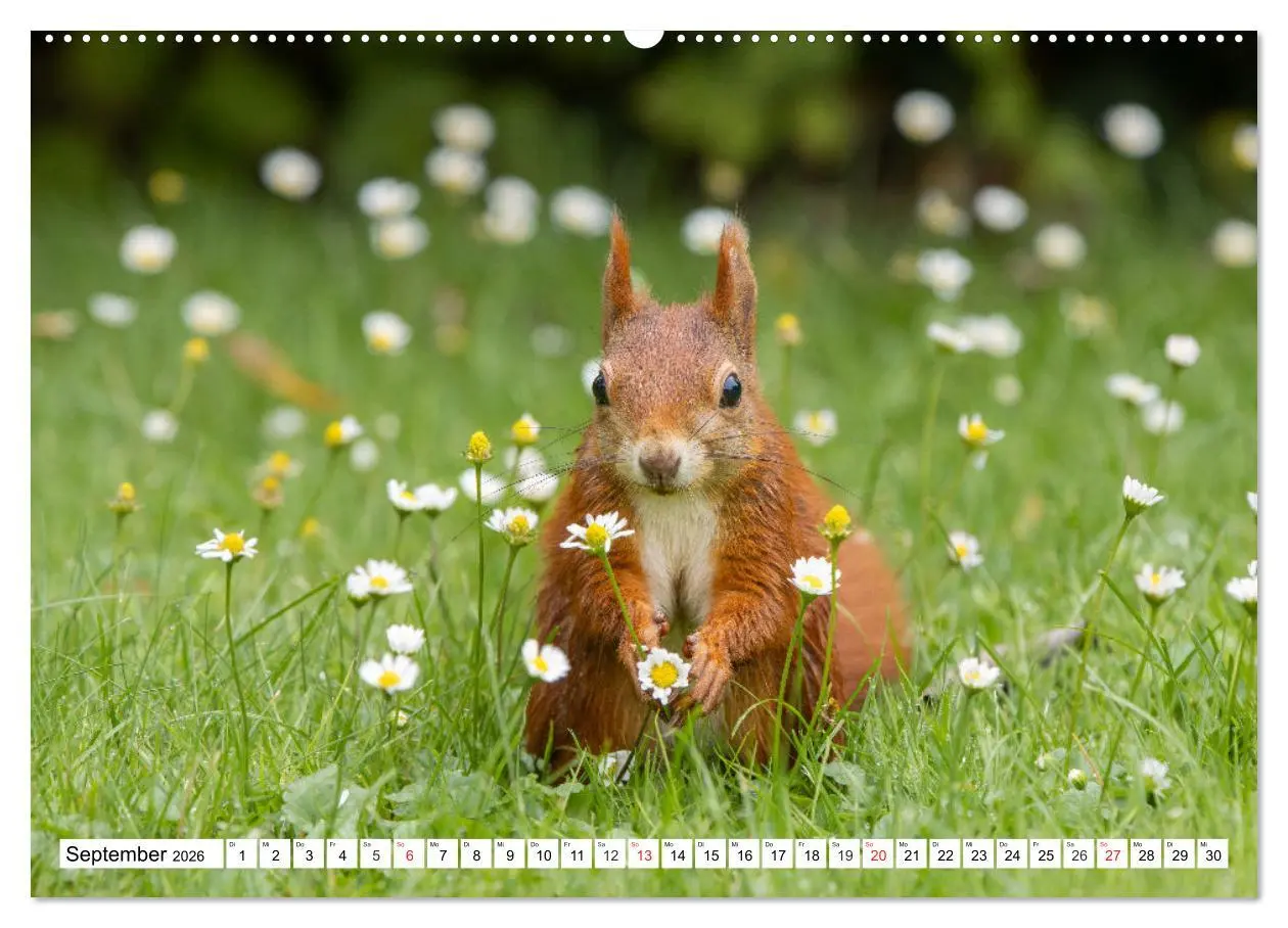 Bild: 9783516119930 | Eichhörnchen im Königlichen Garten (Wandkalender 2026 DIN A2 quer),...