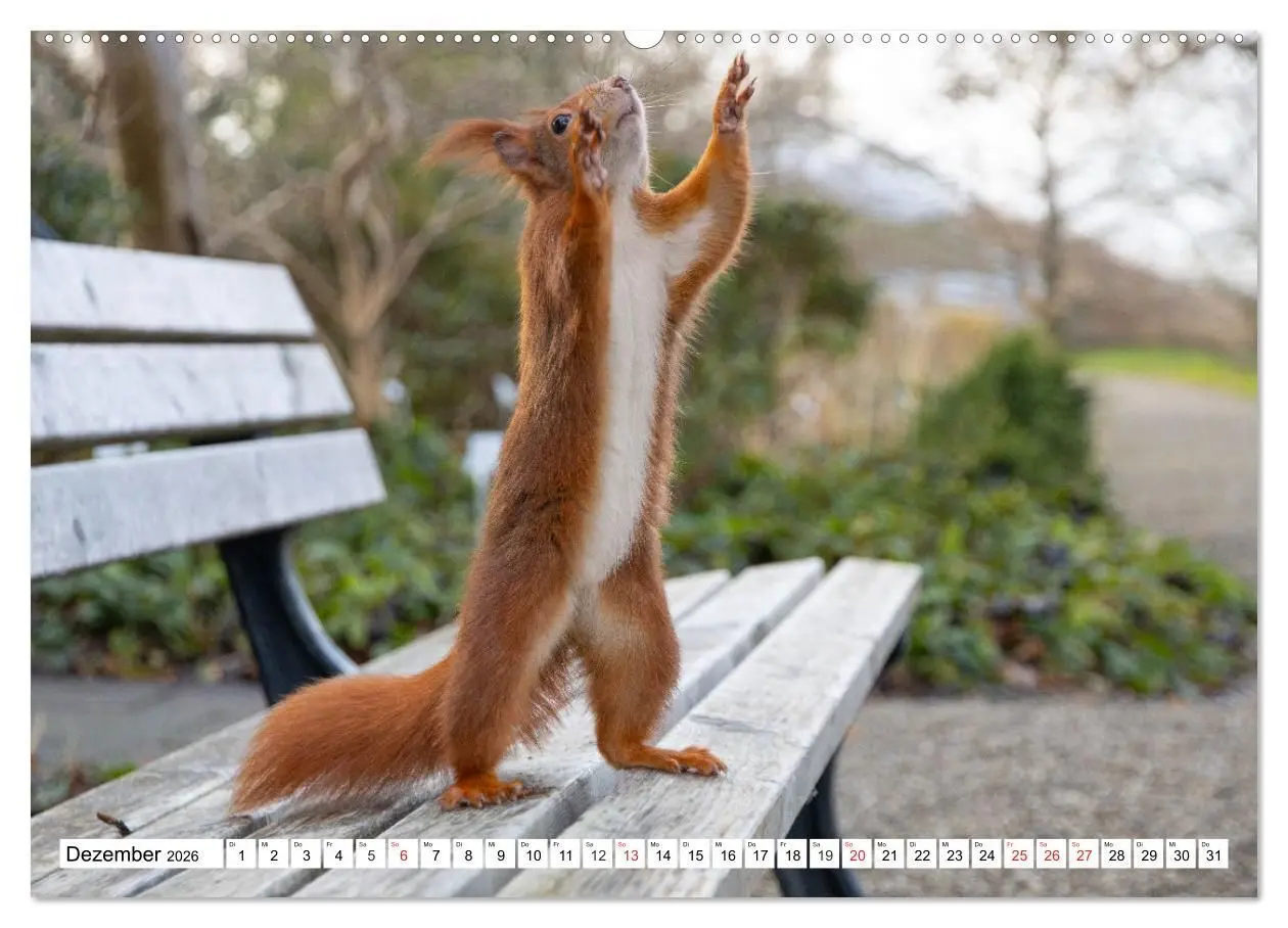 Bild: 9783516119930 | Eichhörnchen im Königlichen Garten (Wandkalender 2026 DIN A2 quer),...