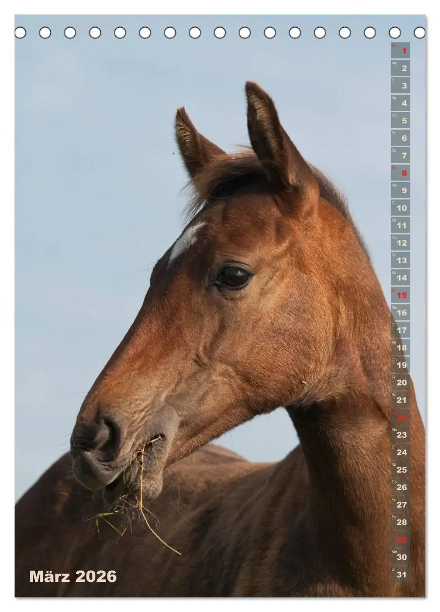 Bild: 9783516429930 | Fohlen im Porträt (Tischkalender 2026 DIN A5 hoch), CALVENDO...