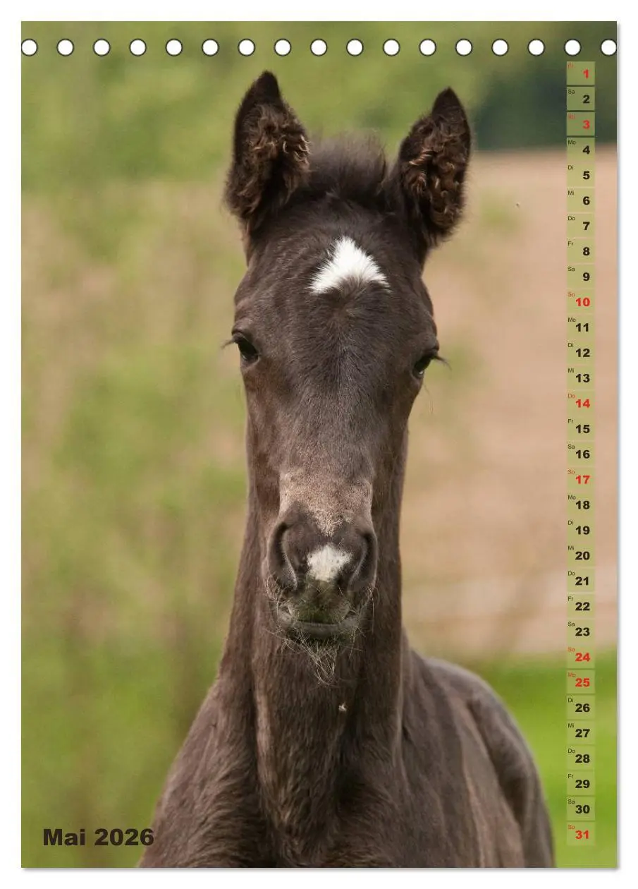 Bild: 9783516429930 | Fohlen im Porträt (Tischkalender 2026 DIN A5 hoch), CALVENDO...