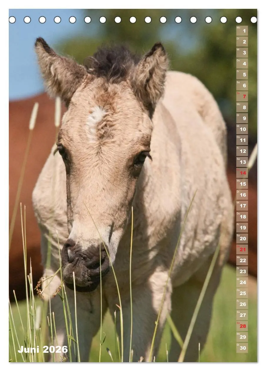 Bild: 9783516429930 | Fohlen im Porträt (Tischkalender 2026 DIN A5 hoch), CALVENDO...