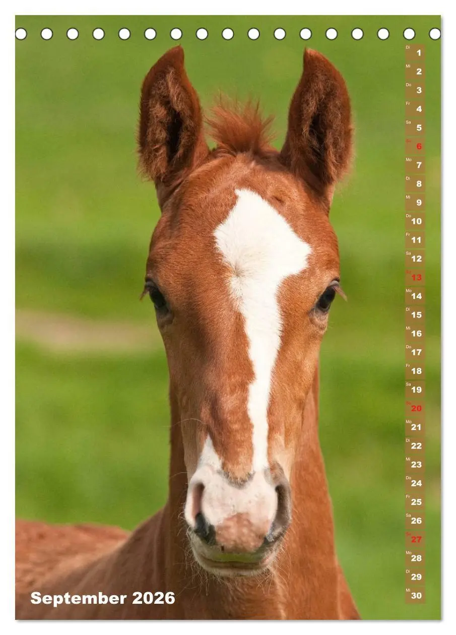 Bild: 9783516429930 | Fohlen im Porträt (Tischkalender 2026 DIN A5 hoch), CALVENDO...