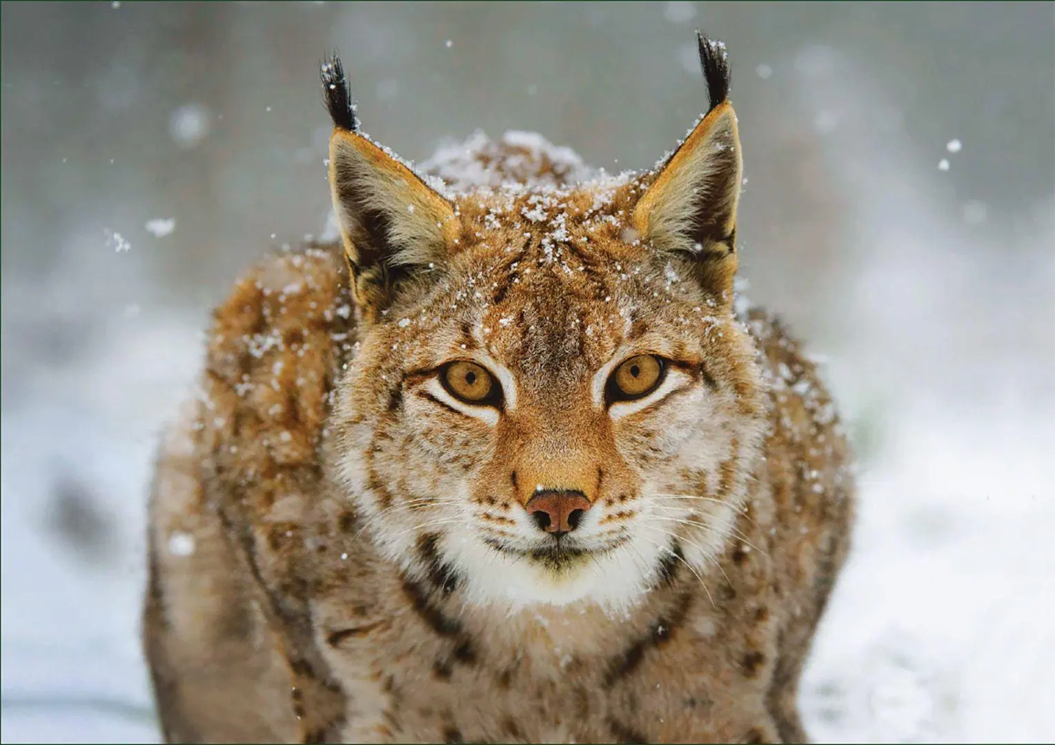 Bild: 4262494720031 | Luchs - Puzzle | 1000 Teile | Haupt Verlag | Spiel | Deutsch | 2025