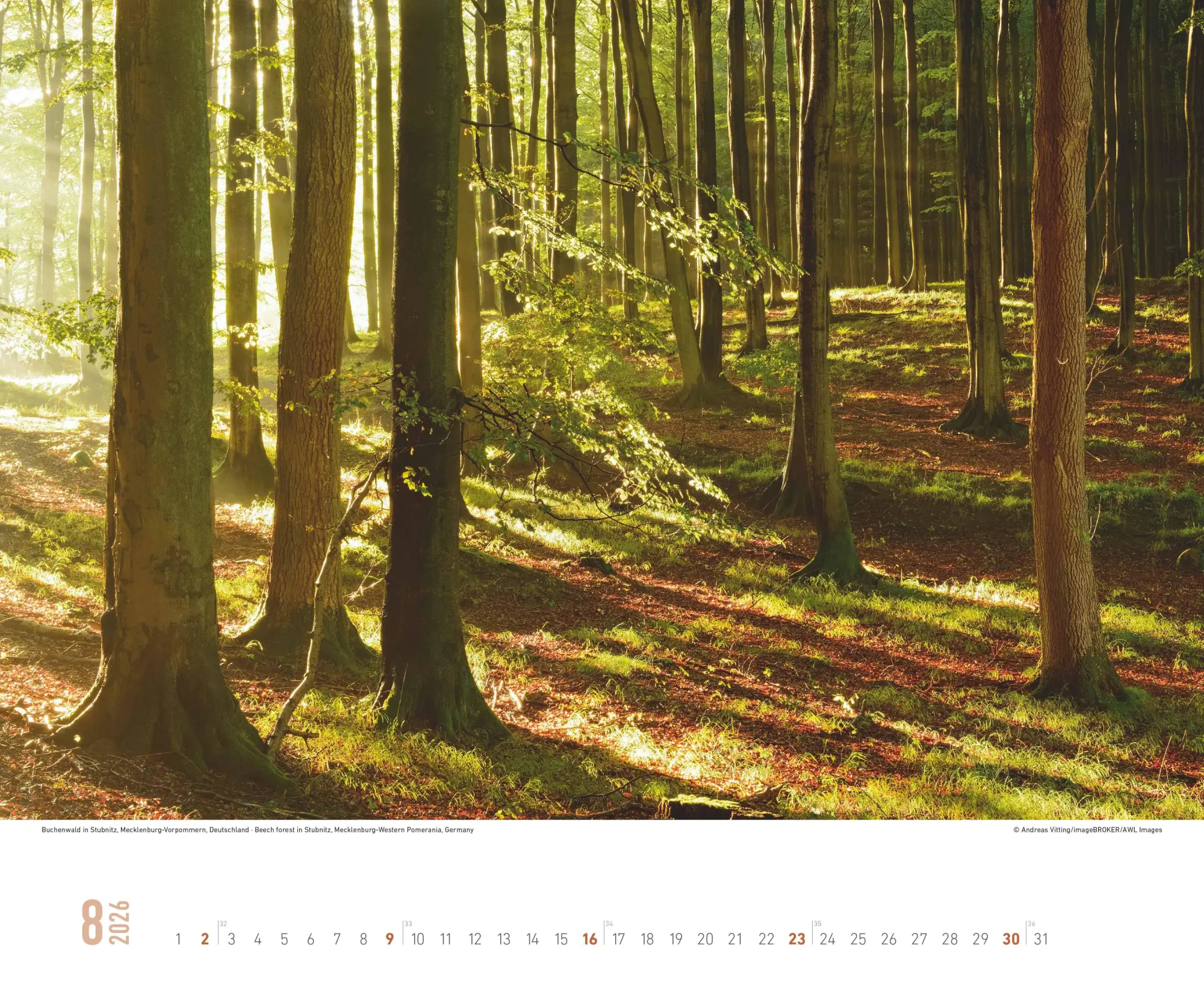 Bild: 4069095000131 | ALPHA EDITION - Zauberhafte Wälder 2026 - 52 x 42,5 cm | Neumann