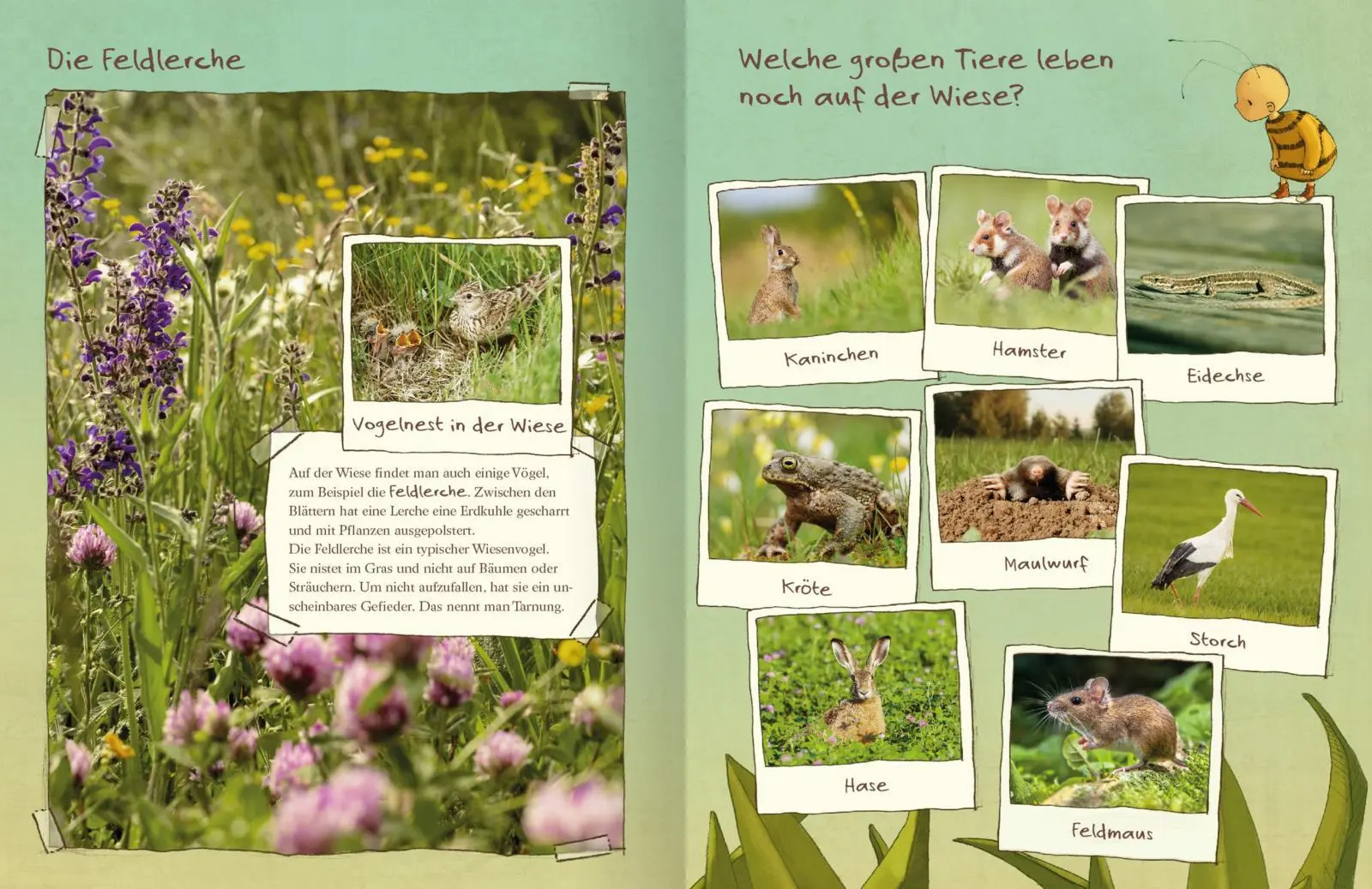 Bild: 9783845830131 | Die kleine Hummel Bommel entdeckt die Wiese | Das Natur-Sachbilderbuch