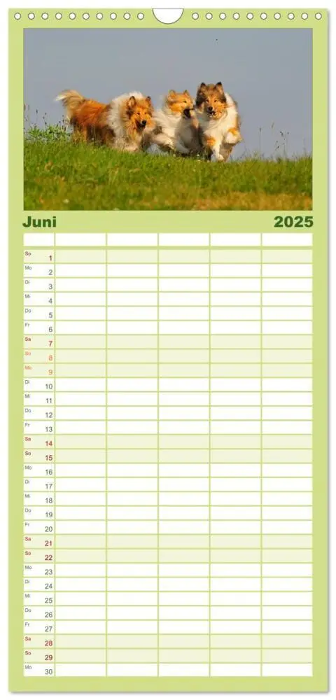 Bild: 9783457120231 | Familienplaner 2025 - Faszination Collie 2025 mit 5 Spalten...