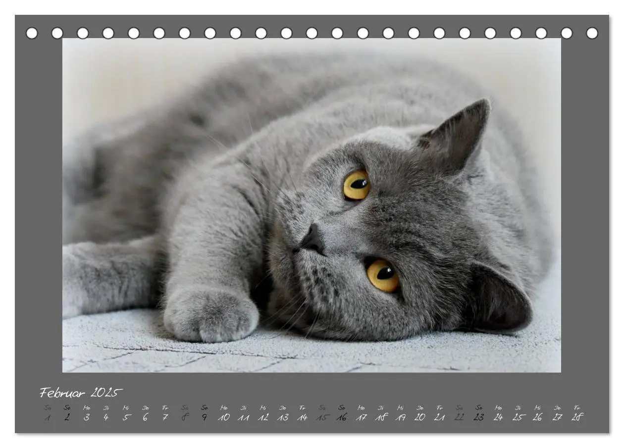 Bild: 9783435400331 | GRAUE ENGEL Britischkurzhaar-Katzen (Tischkalender 2025 DIN A5...