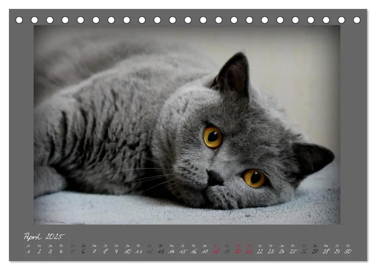 Bild: 9783435400331 | GRAUE ENGEL Britischkurzhaar-Katzen (Tischkalender 2025 DIN A5...