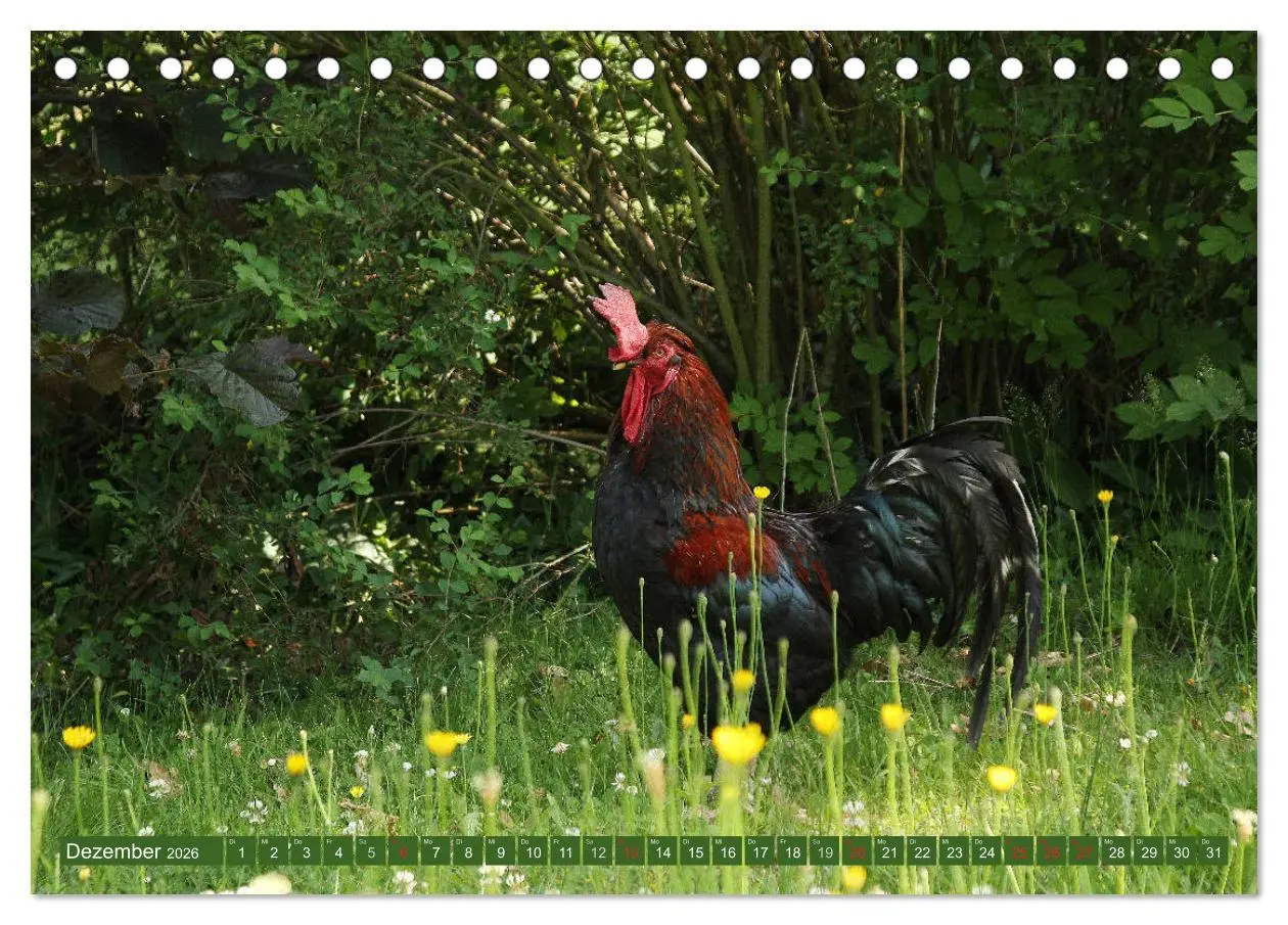 Bild: 9783457730331 | Hannoversches Wendland Verträumtes Landleben (Tischkalender 2026...