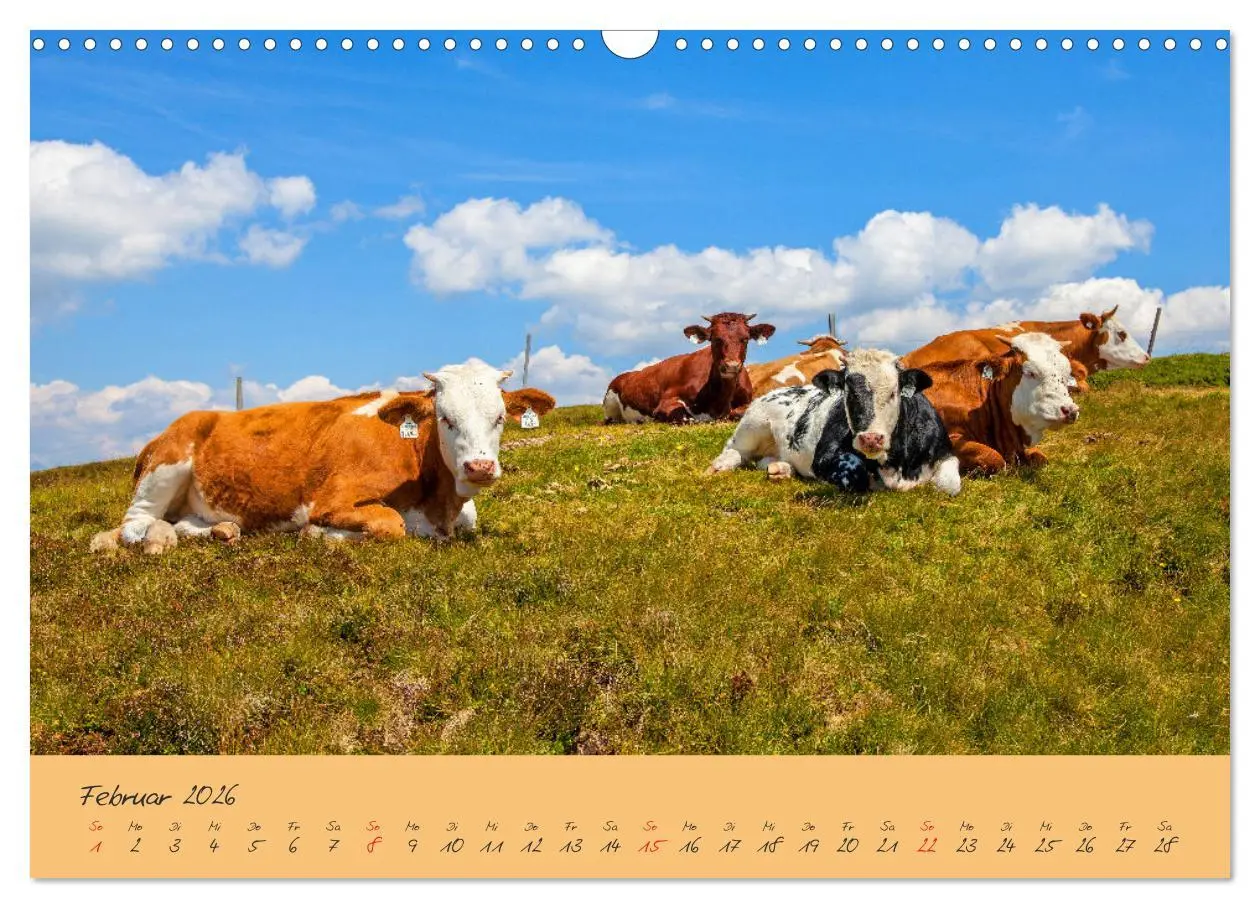 Bild: 9783457270431 | Friedliche Kühe (Wandkalender 2026 DIN A3 quer), CALVENDO...