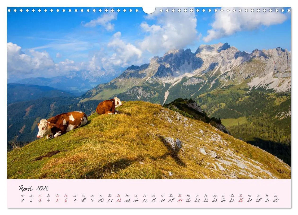 Bild: 9783457270431 | Friedliche Kühe (Wandkalender 2026 DIN A3 quer), CALVENDO...