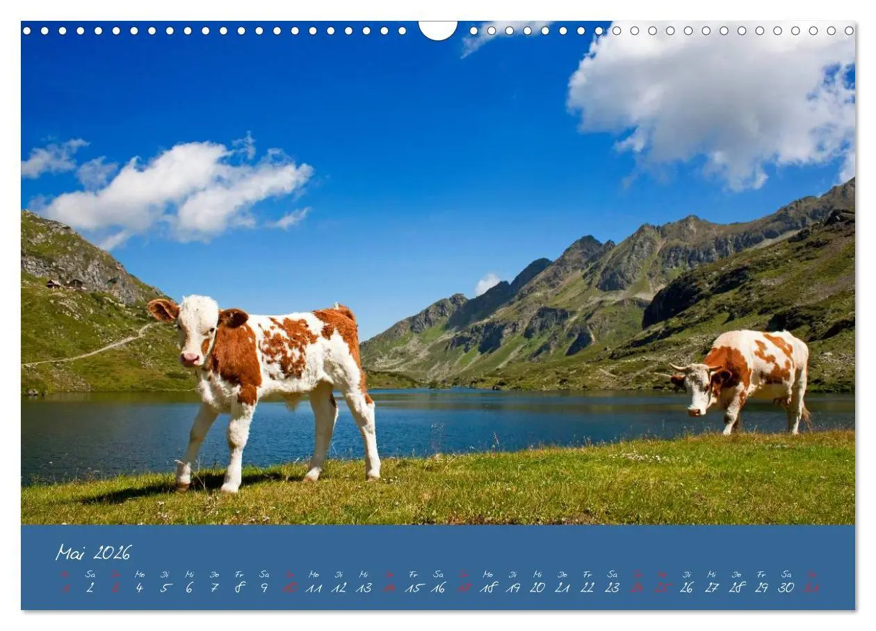 Bild: 9783457270431 | Friedliche Kühe (Wandkalender 2026 DIN A3 quer), CALVENDO...
