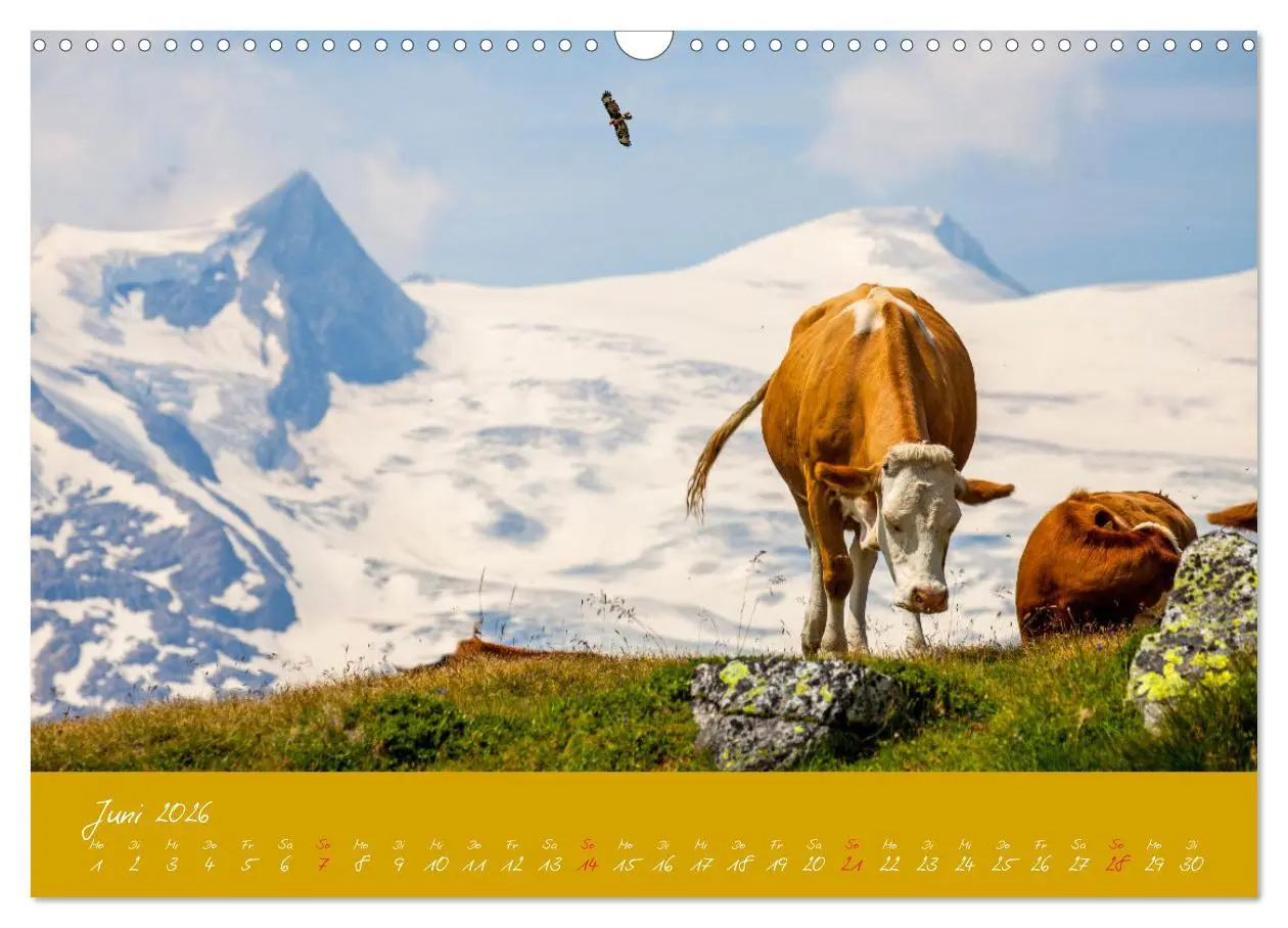 Bild: 9783457270431 | Friedliche Kühe (Wandkalender 2026 DIN A3 quer), CALVENDO...