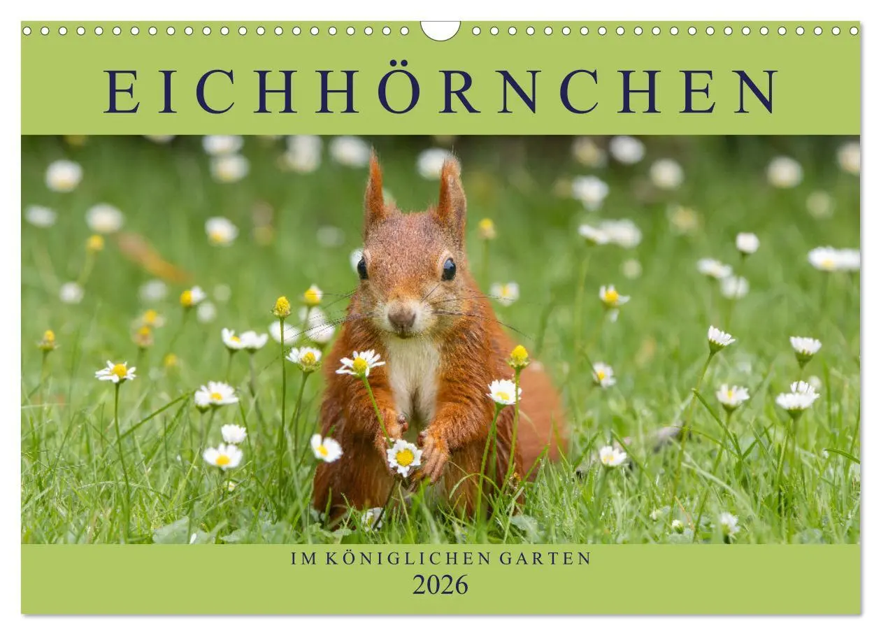 Cover: 9783516120431 | Eichhörnchen im Königlichen Garten (Wandkalender 2026 DIN A3 quer),...