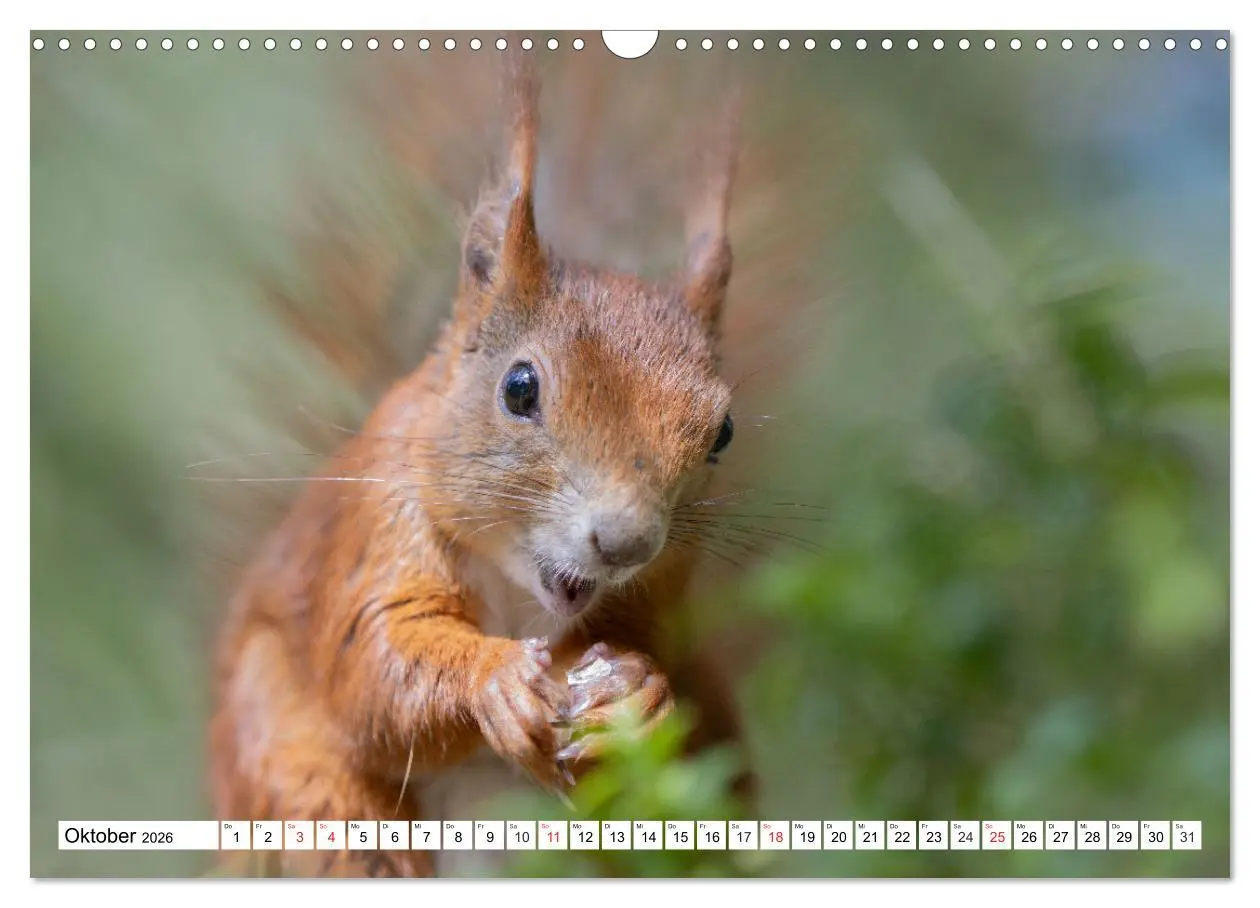 Bild: 9783516120431 | Eichhörnchen im Königlichen Garten (Wandkalender 2026 DIN A3 quer),...
