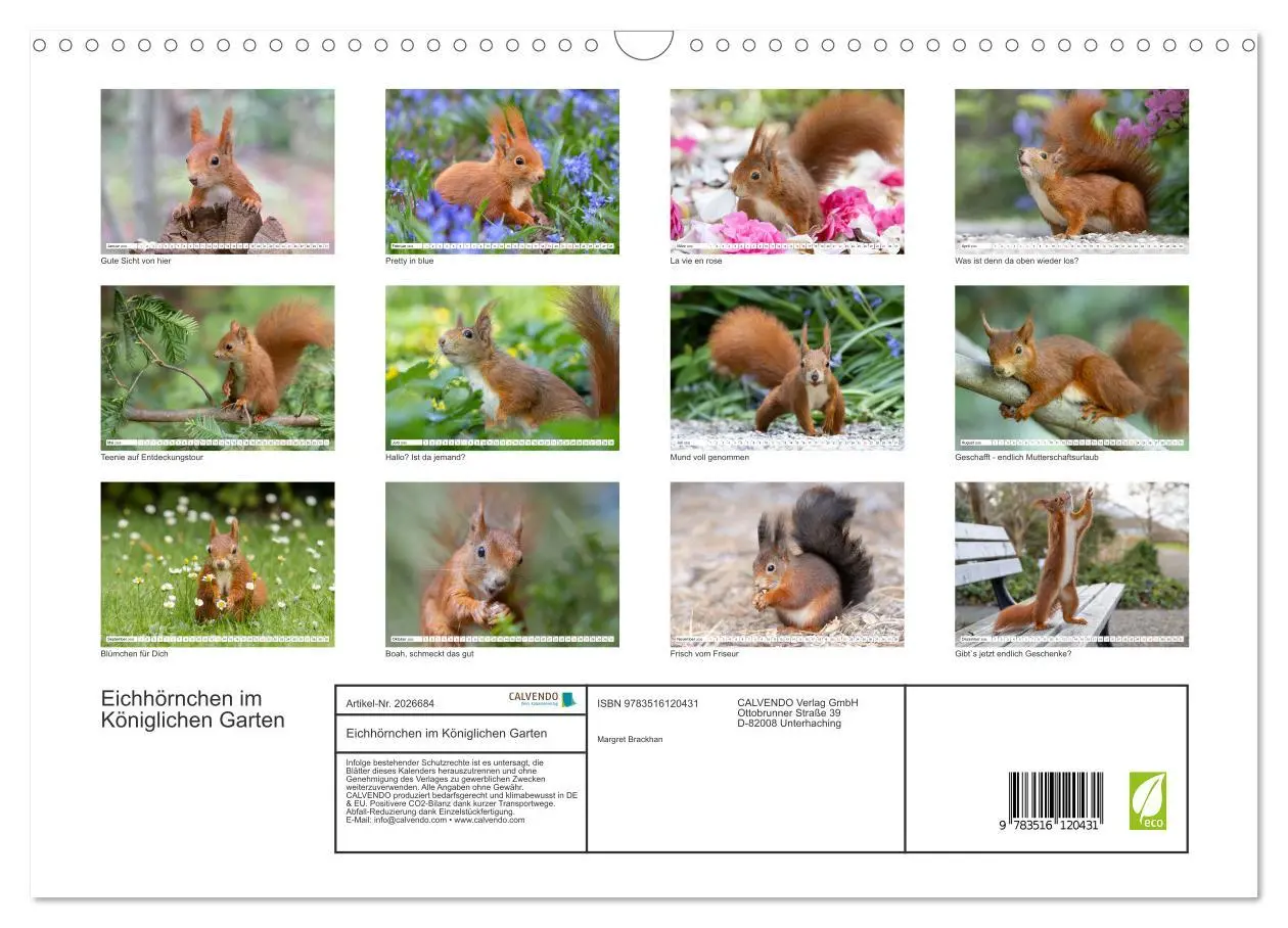 Bild: 9783516120431 | Eichhörnchen im Königlichen Garten (Wandkalender 2026 DIN A3 quer),...